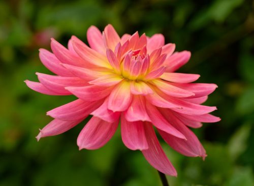 Claudius Warzecha - Natürlich Schönheit